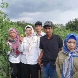 Tanpa Latar Pendidikan Formal, Petani Banjar Sukses Panen Ribuan Kilogram Tomat dengan Inovasi Pupuk Jeruk