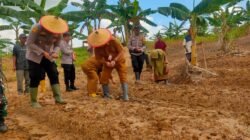 Dukung Swasembada Pangan 2026, Polsek Samarinda Kota Laksanakan Penanaman Jagung Kuartal I