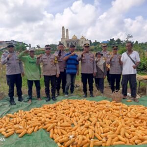 Wujud Nyata Swasembada Pangan, Polsek Samarinda Seberang Panen 1,5 Ton Jagung Bersama Kelompok Tani Barokah